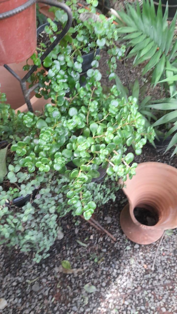 Jardín Plantas